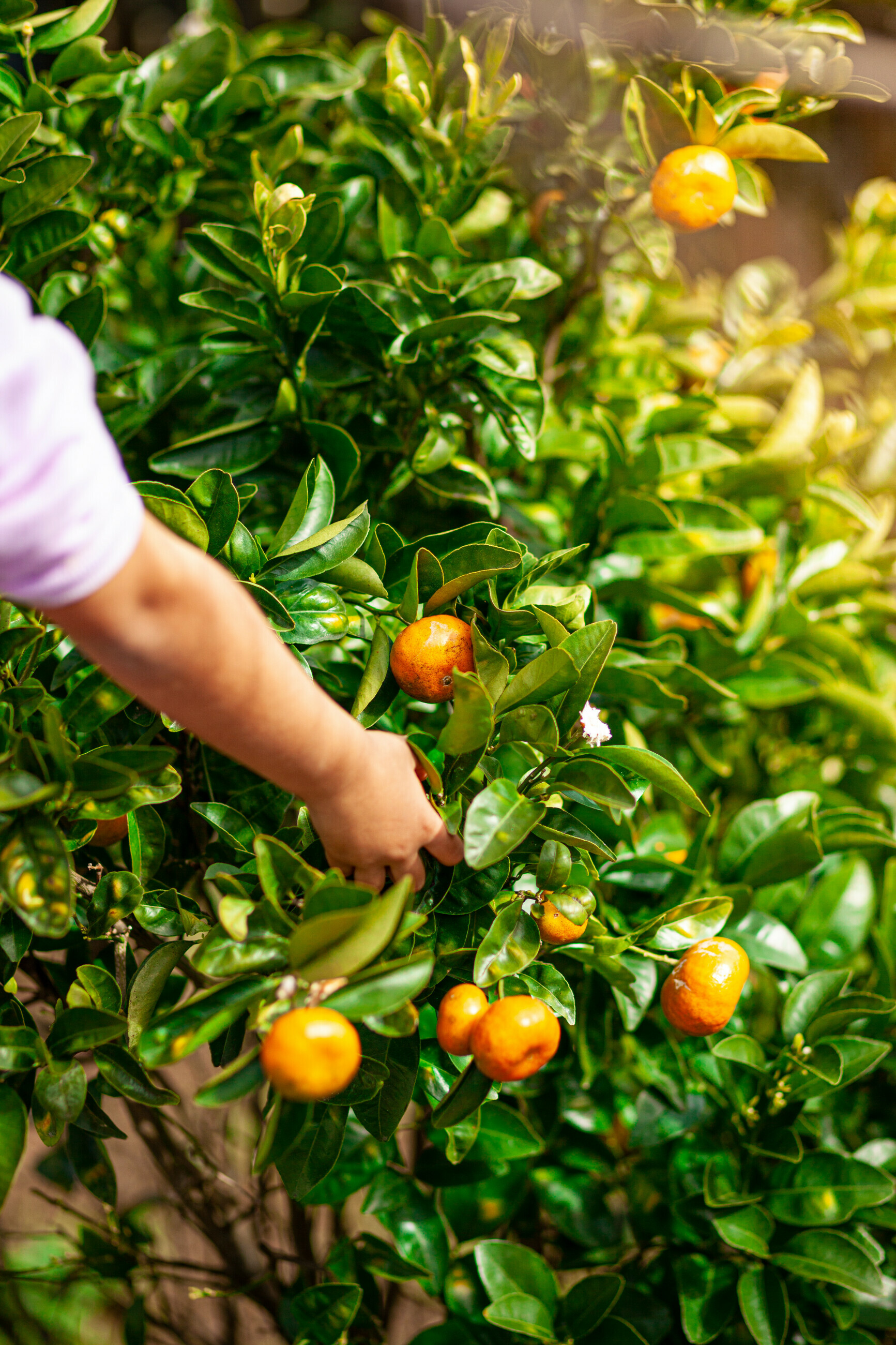 Adviser content hub.